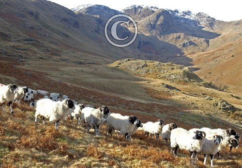 Sheep in the Lake District DM0155 